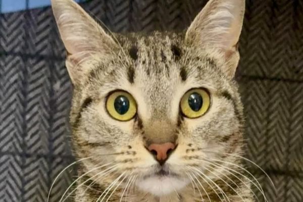 Animals en adopció aquesta setmana!