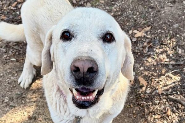 Animals en adopció aquesta setmana