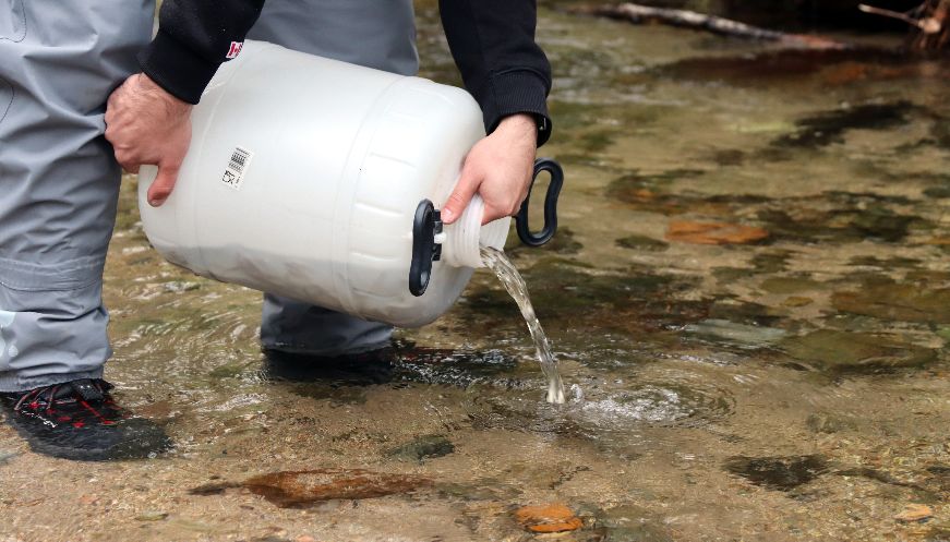 Alliberats 15.000 alevins de truita a la riera Major de Viladrau per recuperar la biodiversitat 2