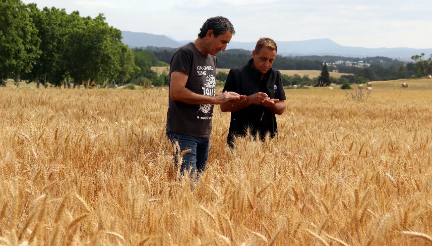 Osona preveu una collita de cereal excepcional, però amb preus que posen en risc la rendibilitat 2