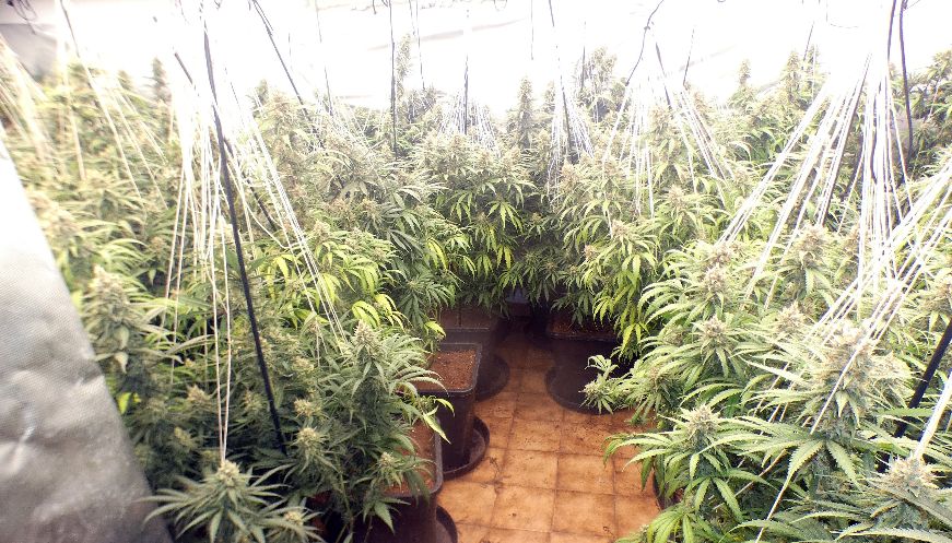 Desmantellada una plantació de marihuana amb 500 plantes en una casa d'Espinelves