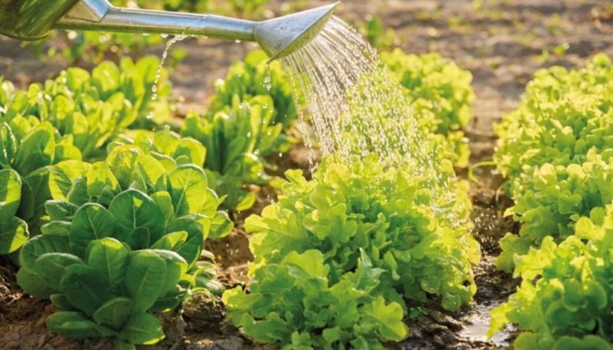 Com preparar la terra de l’hort abans de plantar: guia pas a pas amb motoaixada
