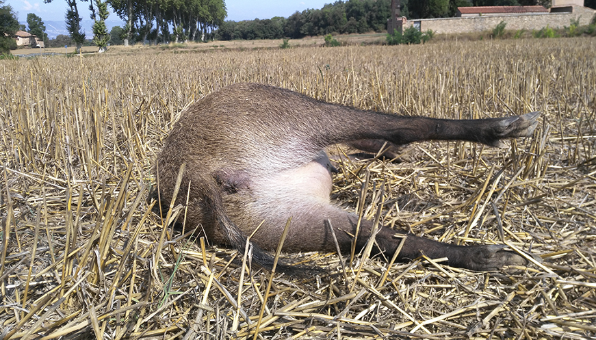 Dos senglars esbotzats per un cotxe