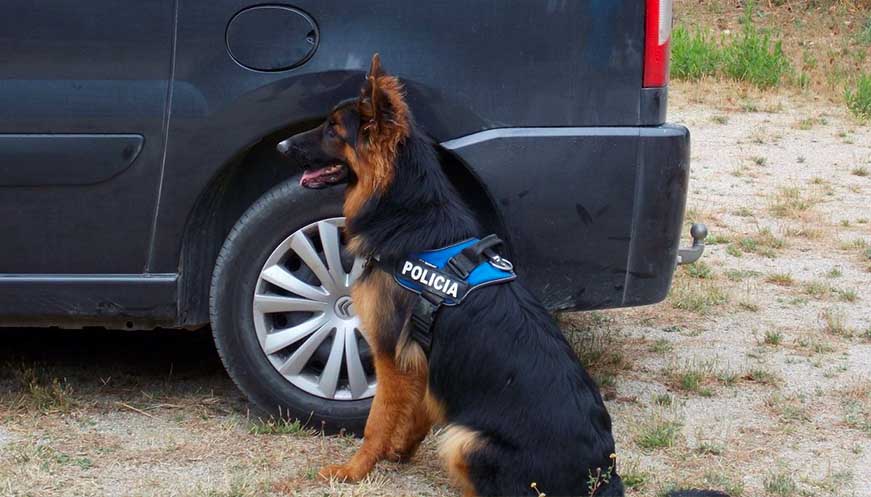 L’Ajuntament de Ripoll fa els primers passos per dotar a la Policia Local d’una unitat canina