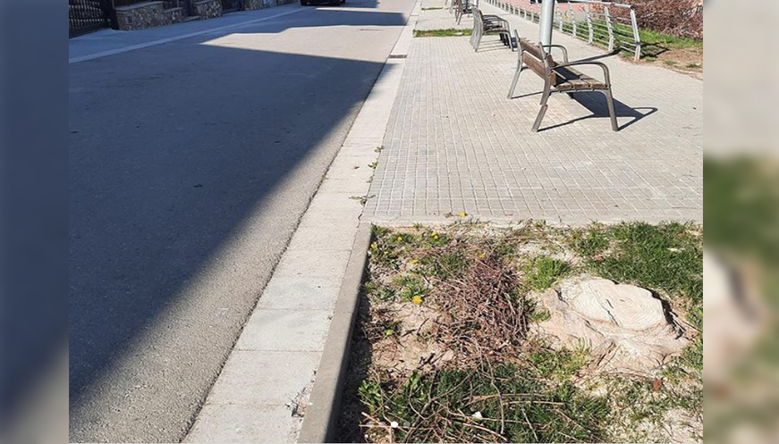 L'Ajuntament de Centelles tala més de 50 arbres, dins el pla de millora de manteniment de vies públiques
