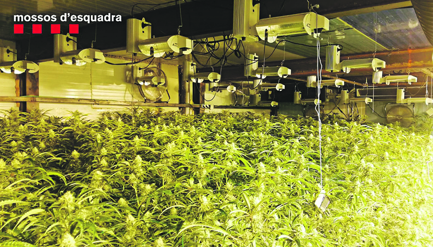 Detingut un home per cultivar més de 2.800  plantes de marihuana als Hostalets de Balenyà